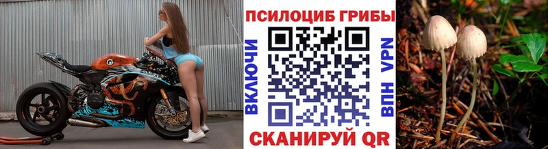 блэк спрут зеркало  Камызяк  Галлюциногенные грибы MAGIC MUSHROOMS 